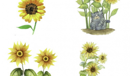 漫画向日葵图片,向日葵的漫画图鉴