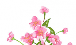 花卉漫画,描绘自然之美，绽放生命色彩